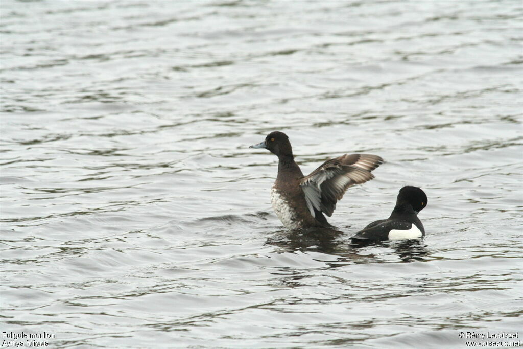 Tufted Duck adult