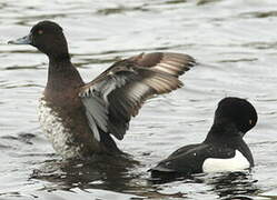 Tufted Duck