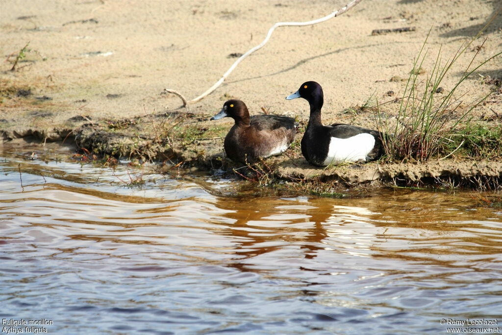 Tufted Duck adult