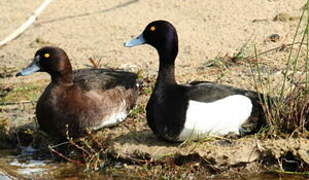 Tufted Duck