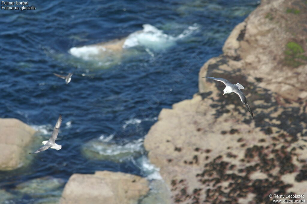 Fulmar boréal, Vol