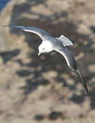 Fulmar boréal