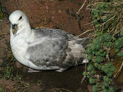 Northern Fulmar