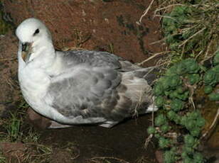 Fulmar boréal