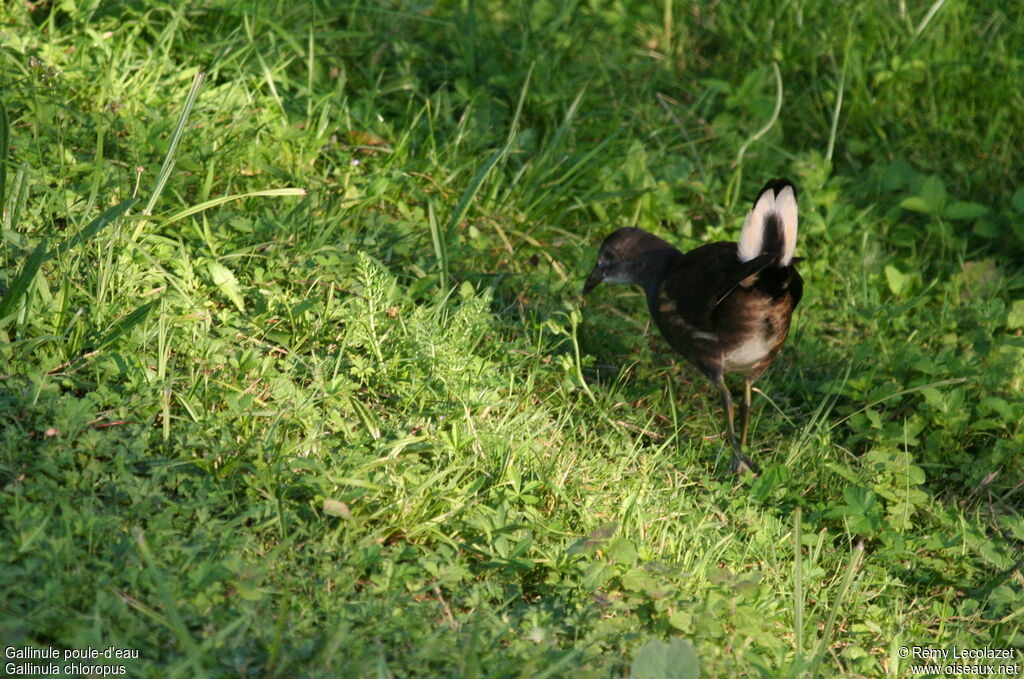 Gallinule poule-d'eaujuvénile