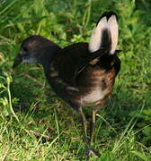 Gallinule poule-d'eau