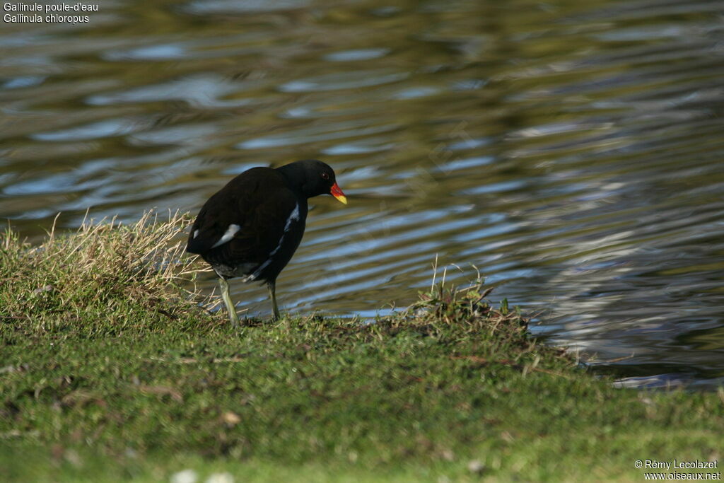 Common Moorhen