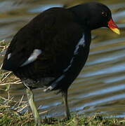 Common Moorhen