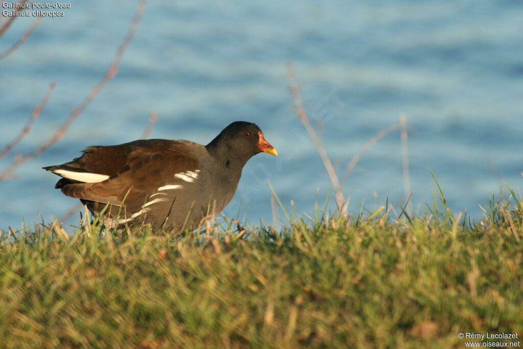 Gallinule poule-d'eau