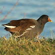 Gallinule poule-d'eau