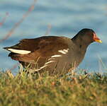 Gallinule poule-d'eau