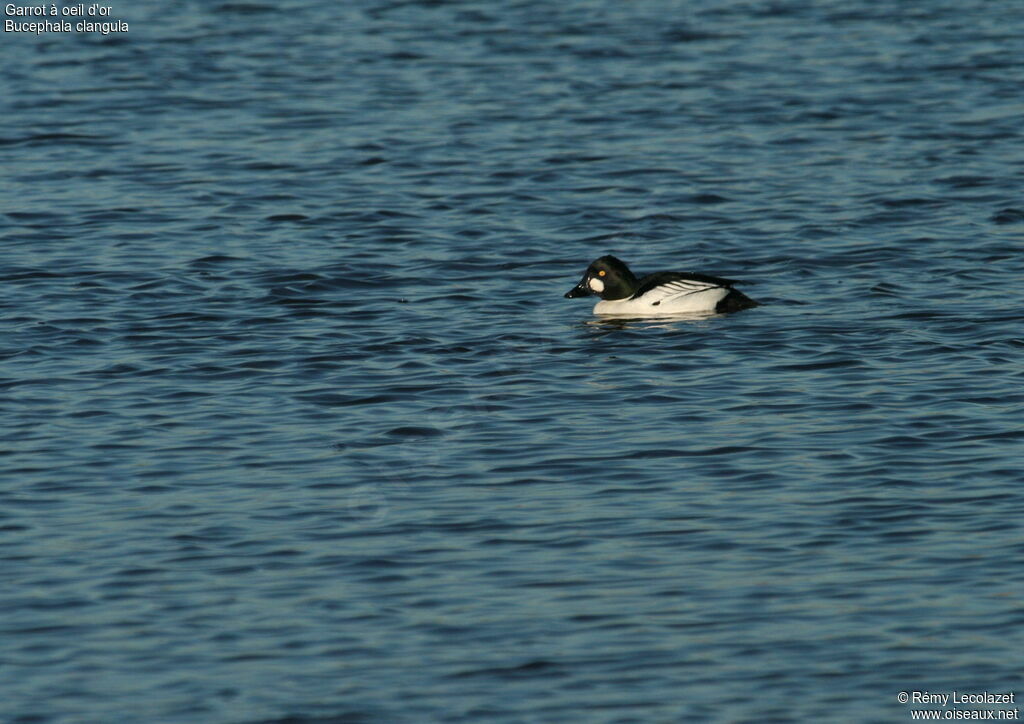 Common Goldeneye