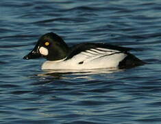 Common Goldeneye