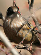 Black-faced Laughingthrush