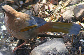 Black-faced Laughingthrush