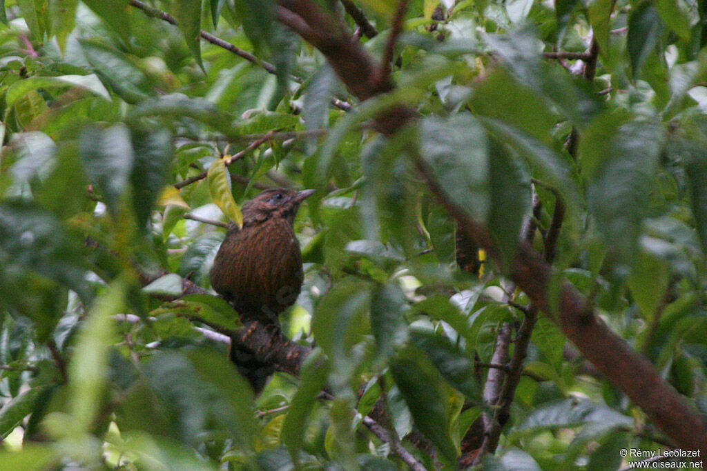 Streaked Laughingthrush