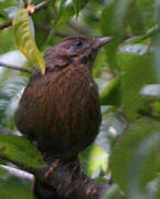 Streaked Laughingthrush