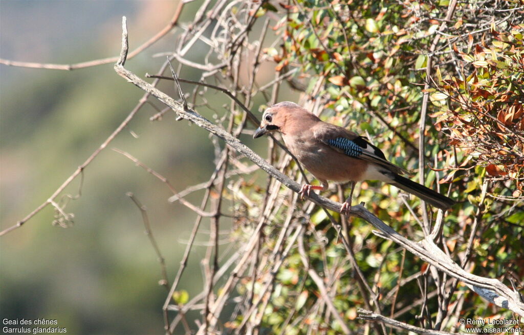 Eurasian Jayadult