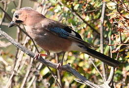 Eurasian Jay