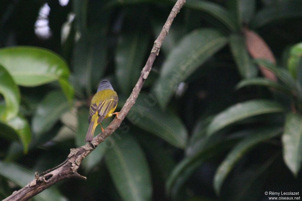 Grey-headed Canary-flycatcher