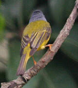 Grey-headed Canary-flycatcher