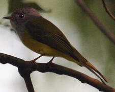 Grey-headed Canary-flycatcher