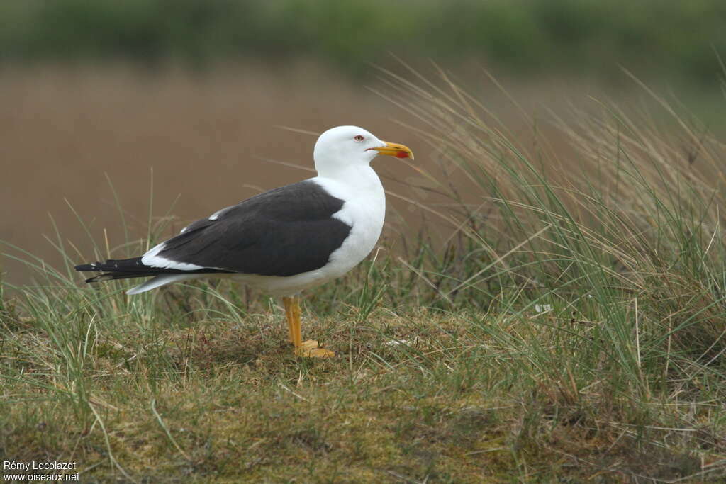 Lesser Black-backed Gulladult breeding, identification