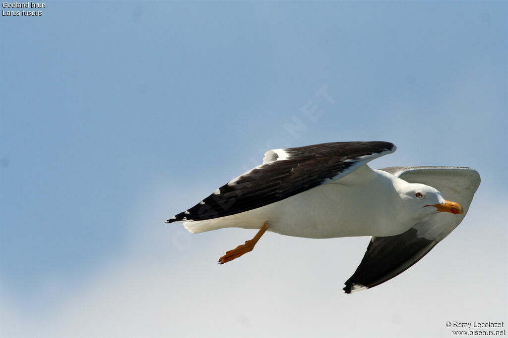 Lesser Black-backed Gull