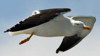 Lesser Black-backed Gull