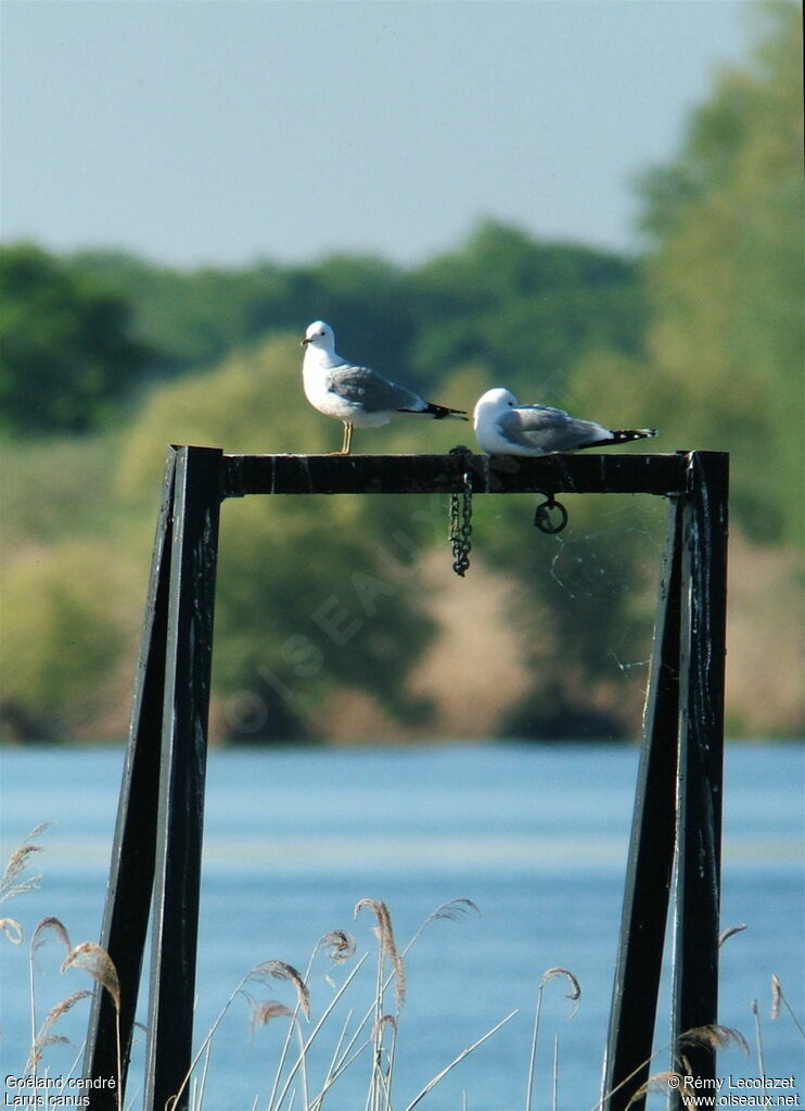 Mew Gull 