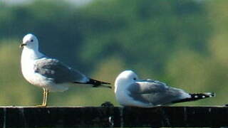 Common Gull