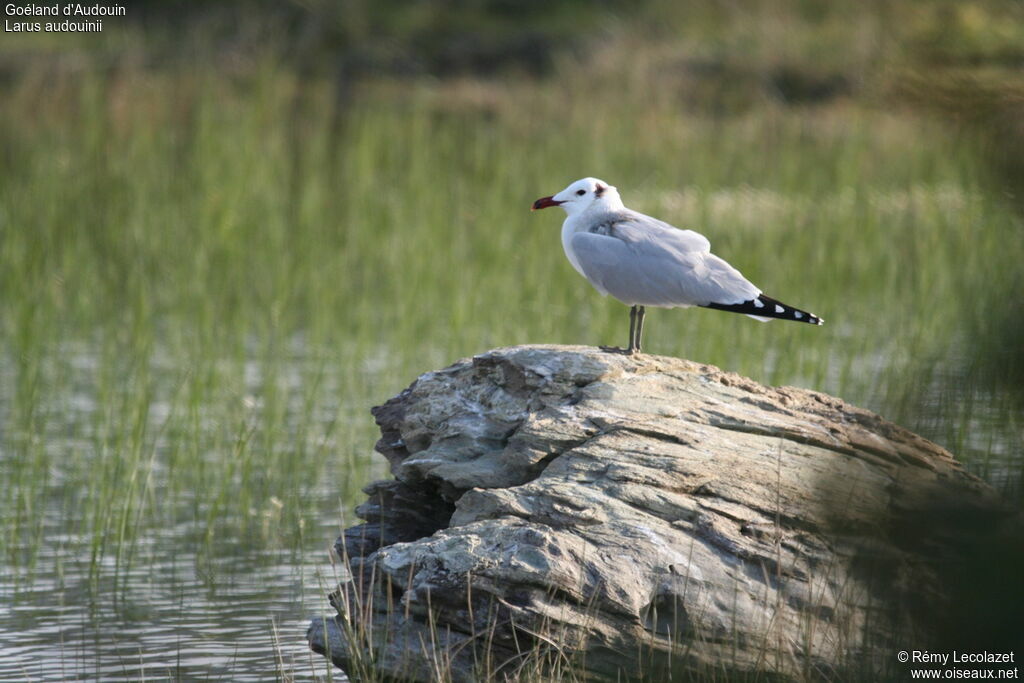 Audouin's Gull