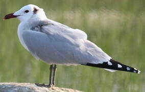 Audouin's Gull