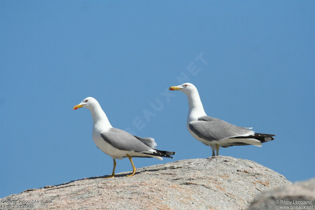 Yellow-legged Gull