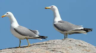 Yellow-legged Gull