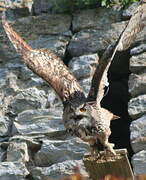 Eurasian Eagle-Owl