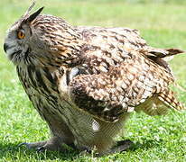 Eurasian Eagle-Owl