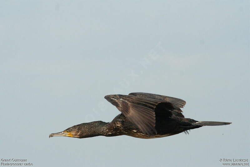grand-cormoran-juv-nile-rele35817