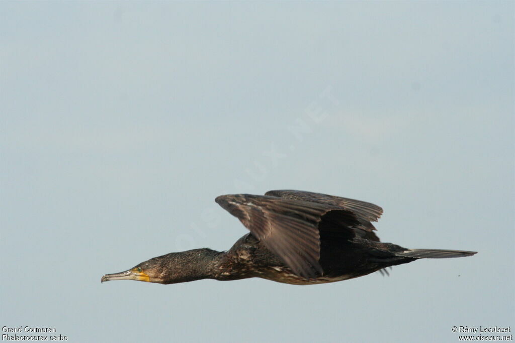 Grand Cormoranjuvénile