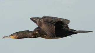 Great Cormorant