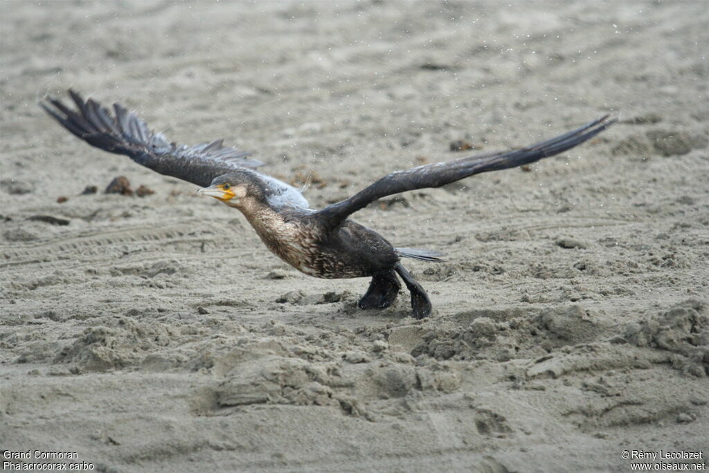 Great Cormorantjuvenile