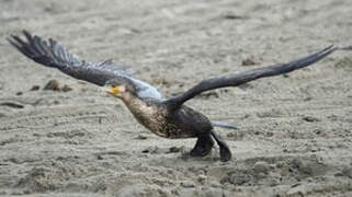 Great Cormorant