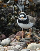 Common Ringed Plover