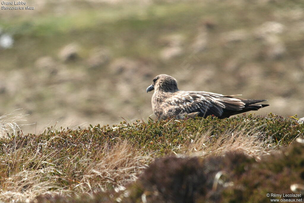 Great Skua