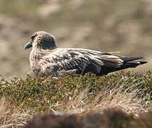 Great Skua