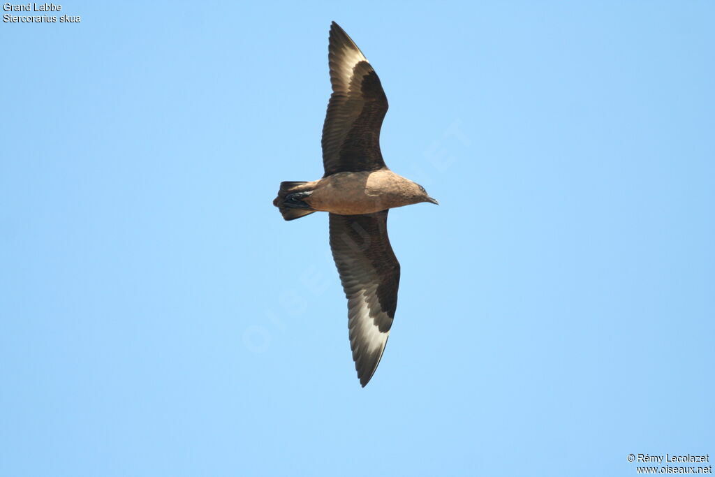 Great Skua