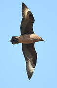 Great Skua