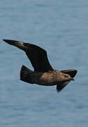 Great Skua