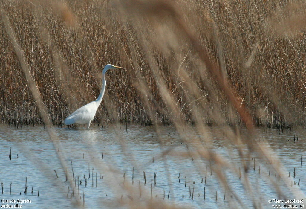 Great Egretadult