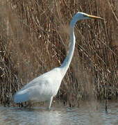 Great Egret